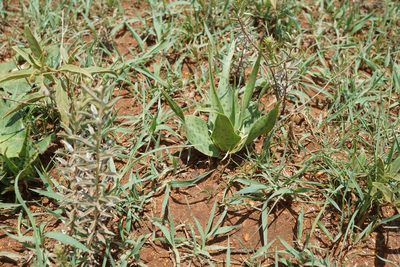 Ledebouria inquinata, photographed by Andrew Hankey
