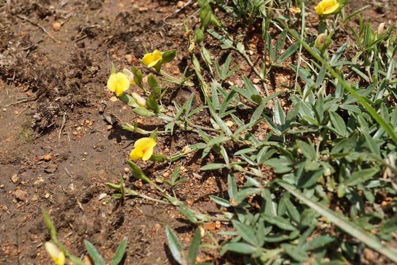 Zornia capensis, photographed by Andrew Hankey
