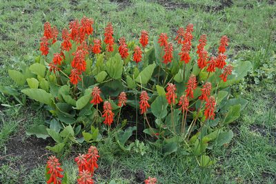 Erythrina zeyheri, photographed by Andrew Hankey