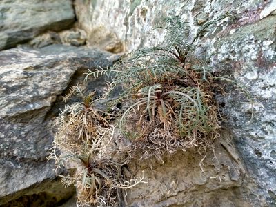 Lepidium sisymbrioides, photographed by John Barkla