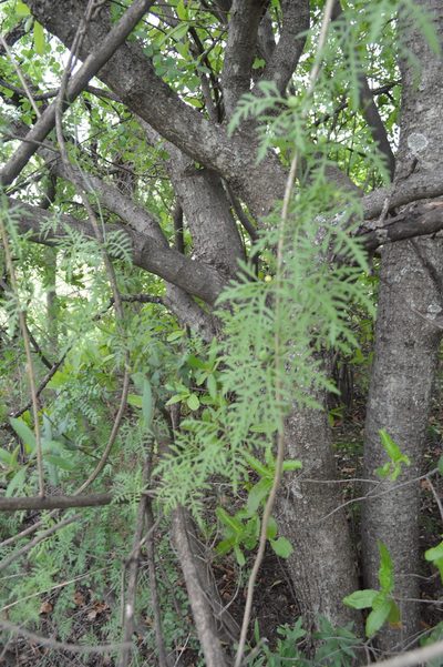 Kedrostis africana, photographed by Hildegard Klein