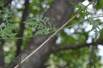 Kedrostis africana, photographed by Hildegard Klein