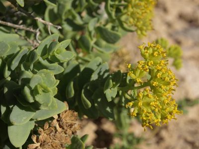 Coulterella capitata, photographed by Jim Morefield