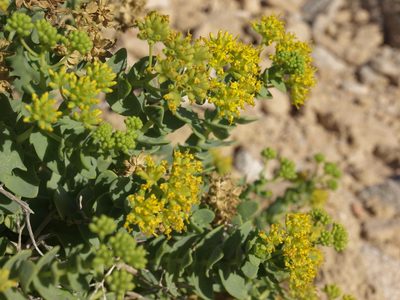 Coulterella capitata, photographed by Jim Morefield