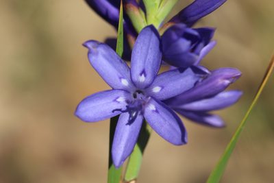 Thereianthus bulbiferus, photographed by Cecile Roux