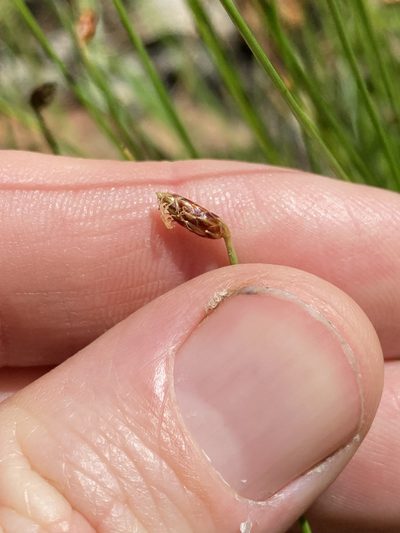 Fimbristylis nutans, photographed by Greg Tasney