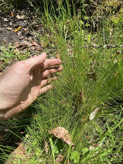 Fimbristylis nutans, photographed by Greg Tasney