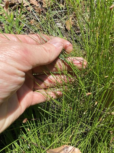 Fimbristylis nutans, photographed by Greg Tasney