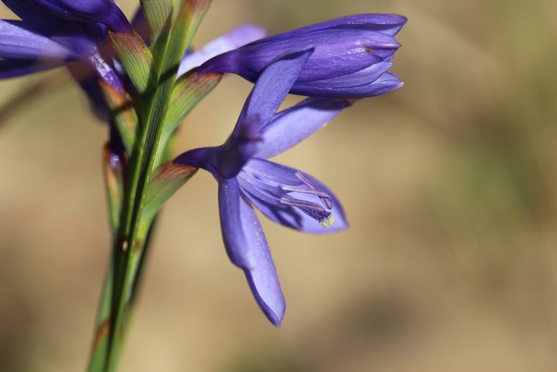 Thereianthus bulbiferus, photographed by Cecile Roux