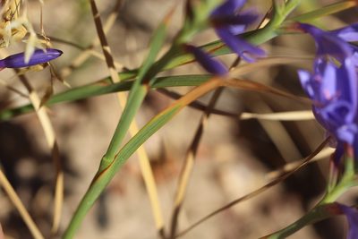 Thereianthus bulbiferus, photographed by Cecile Roux