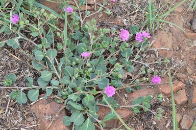 Corbichonia decumbens, photographed by Hildegard Klein