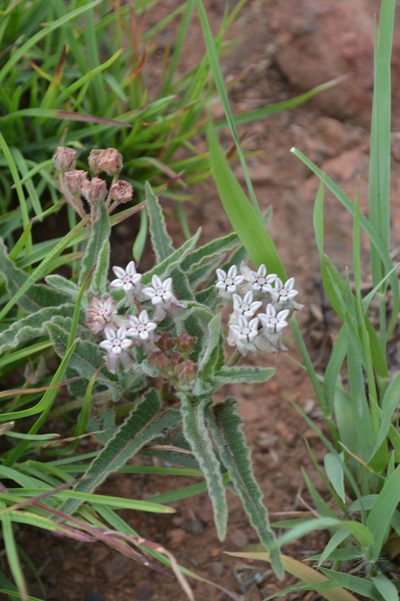 Asclepias meliodora, photographed by Hildegard Klein
