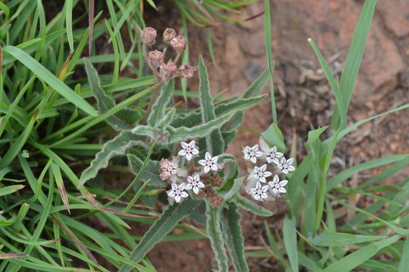 Asclepias meliodora, photographed by Hildegard Klein