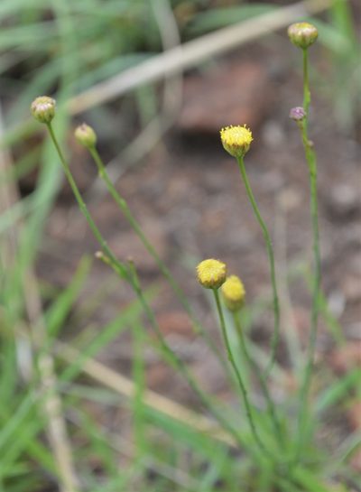 Nolletia rarifolia, photographed by Hildegard Klein