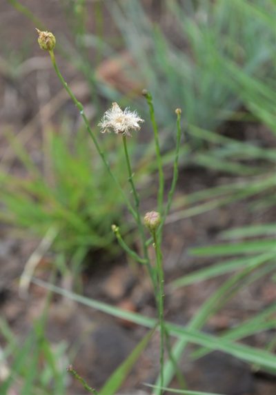 Nolletia rarifolia, photographed by Hildegard Klein