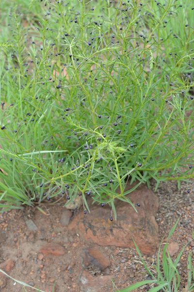 Rotheca louwalbertsii, photographed by Hildegard Klein