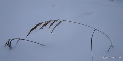 Calamagrostis purpurea, photographed by Yurii Basov