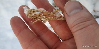 Calamagrostis purpurea, photographed by Yurii Basov