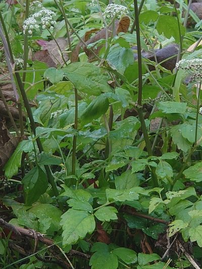Ostericum sieboldii, photographed by WATANABE Hitoshi 渡辺仁