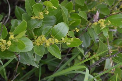 Ziziphus zeyheriana, photographed by Hildegard Klein