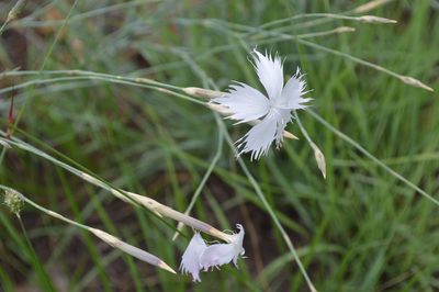 Dianthus mooiensis, photographed by Hildegard Klein