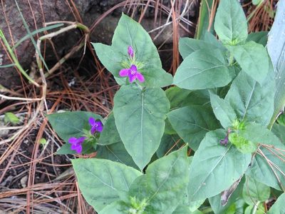 Justicia clinopodium, photographed by Neptalí Ramírez Marcial