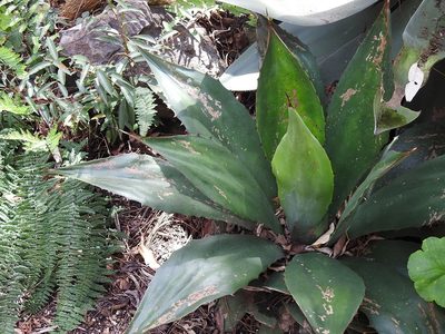 Agave hiemiflora, photographed by Neptalí Ramírez Marcial
