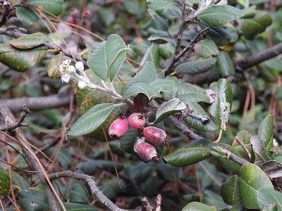 Malacomeles nervosa, photographed by Neptalí Ramírez Marcial