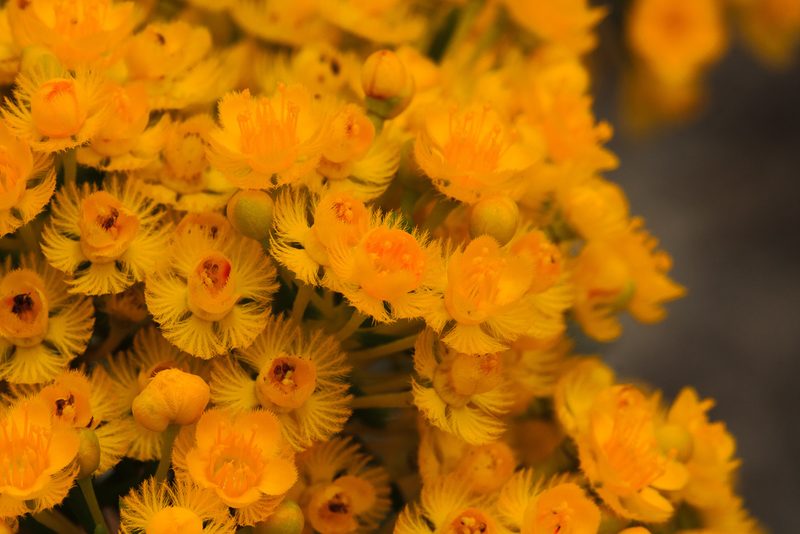 Verticordia aurea, photographed by Cal Wood