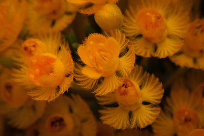 Verticordia aurea, photographed by Cal Wood