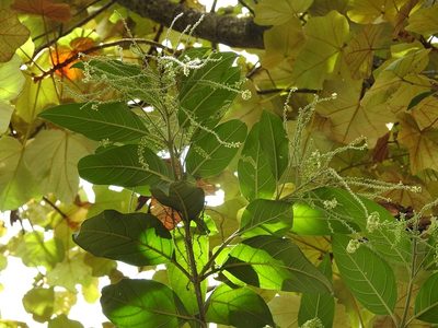 Citharexylum mocinoi, photographed by Neptalí Ramírez Marcial