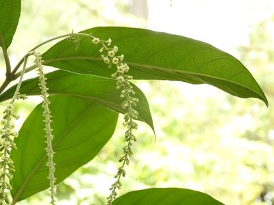 Citharexylum mocinoi, photographed by Neptalí Ramírez Marcial