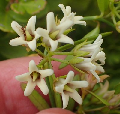 Astephanus triflorus, photographed by Nicola van Berkel