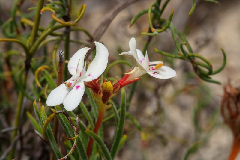 Stylidium crossocephalum, photographed by Cal Wood