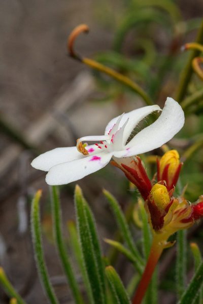 Stylidium crossocephalum, photographed by Cal Wood