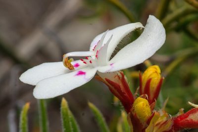 Stylidium crossocephalum, photographed by Cal Wood