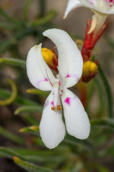 Stylidium crossocephalum, photographed by Cal Wood