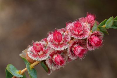 Verticordia argentea, photographed by Cal Wood