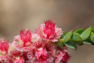 Verticordia argentea, photographed by Cal Wood