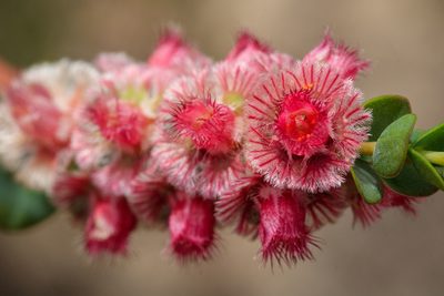 Verticordia argentea, photographed by Cal Wood
