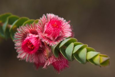 Verticordia argentea, photographed by Cal Wood