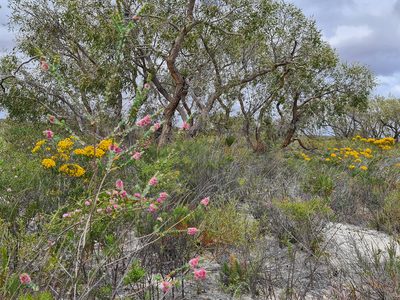 Verticordia argentea, photographed by Cal Wood