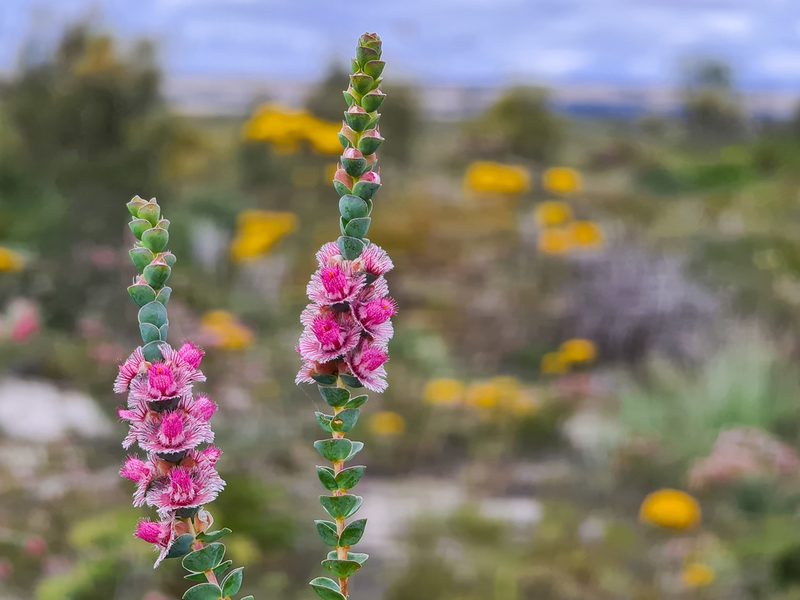 Verticordia argentea, photographed by Cal Wood