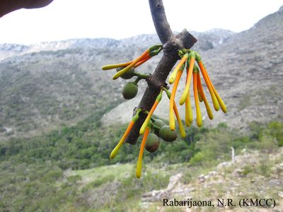 Bakerella grisea, photographed by Romer N. Rabarijaona