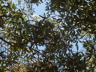 Rhododendron formosanum, photographed by Jacy Chen