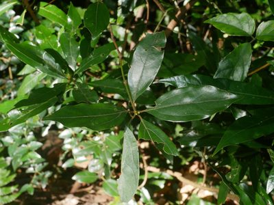 Neolitsea variabillima, photographed by Jacy Chen