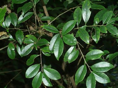 Ilex rotunda, photographed by Jacy Chen