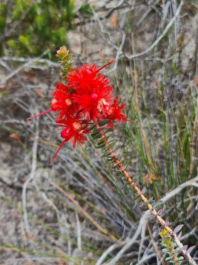 Verticordia grandis, photographed by Cal Wood