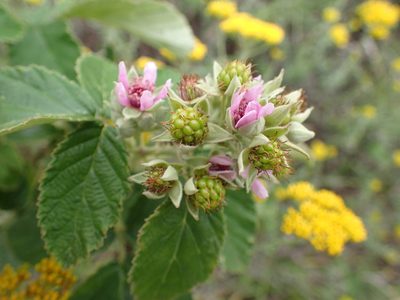 Rubus rigidus, photographed by Mahomed Desai