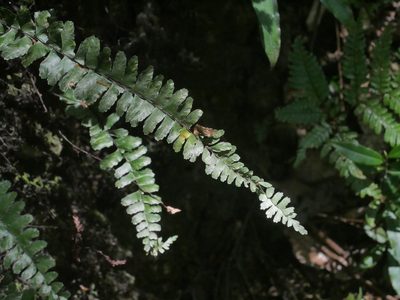 Asplenium normale, photographed by Jacy Chen